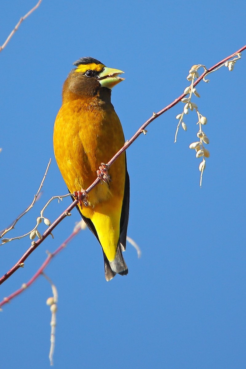 Evening Grosbeak - ML558635291