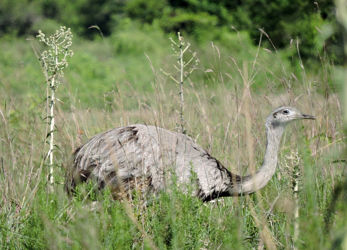 Greater Rhea - Alejandro Gutierrez Marquez