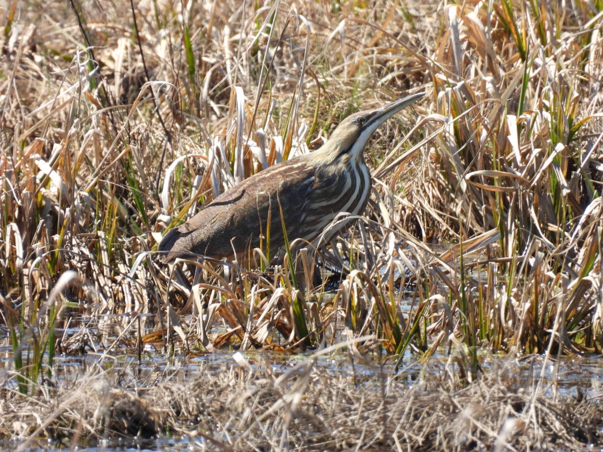 American Bittern - ML558636901