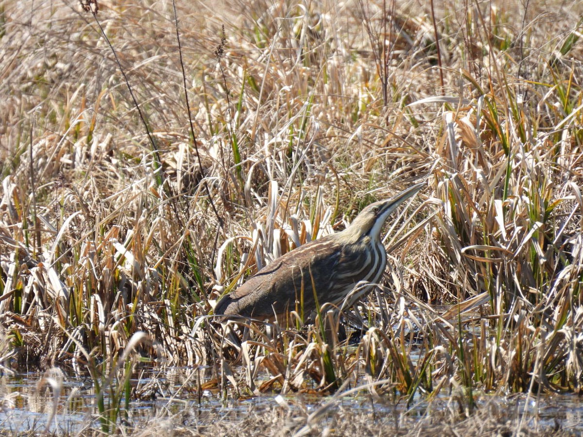 American Bittern - ML558636931