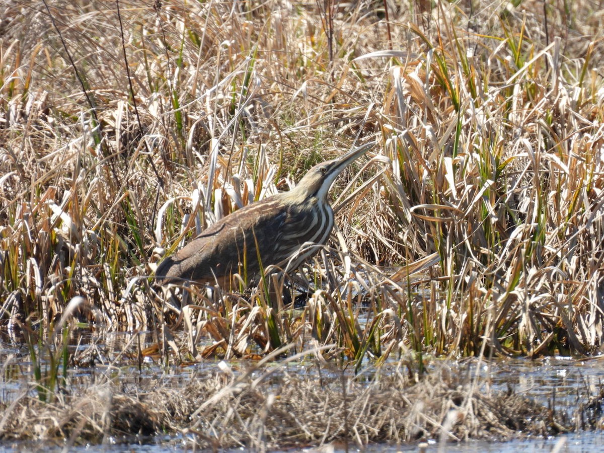 American Bittern - ML558636941