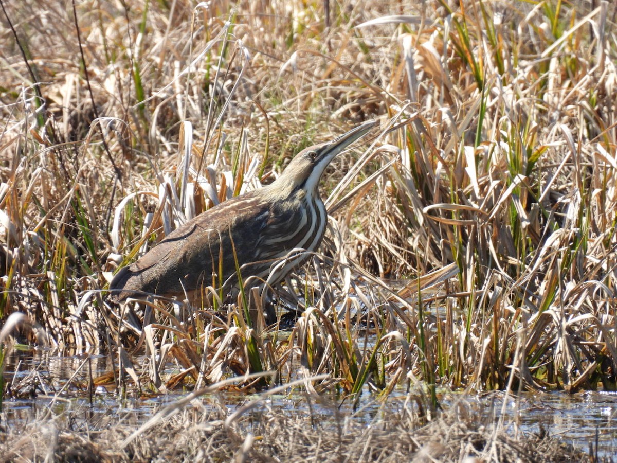 American Bittern - ML558636951