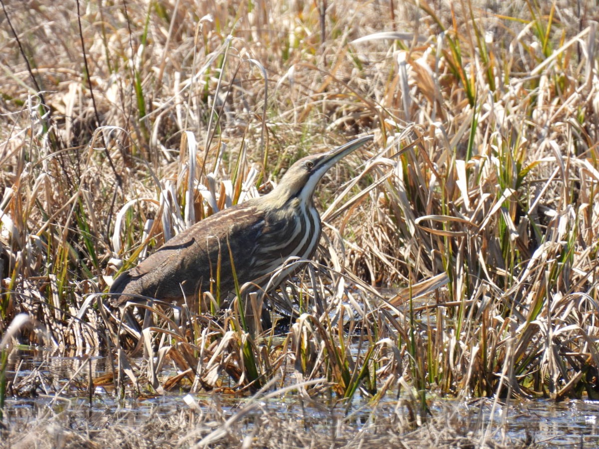 American Bittern - ML558636961