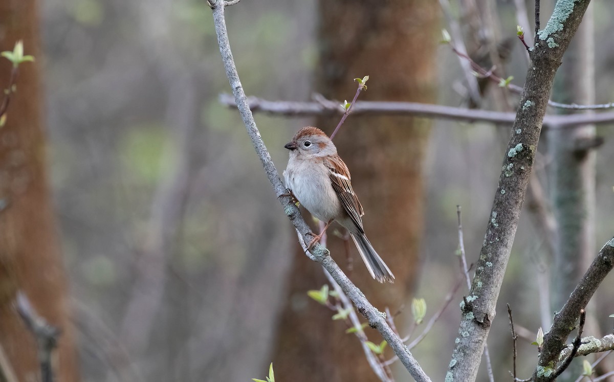 Field Sparrow - ML558637151