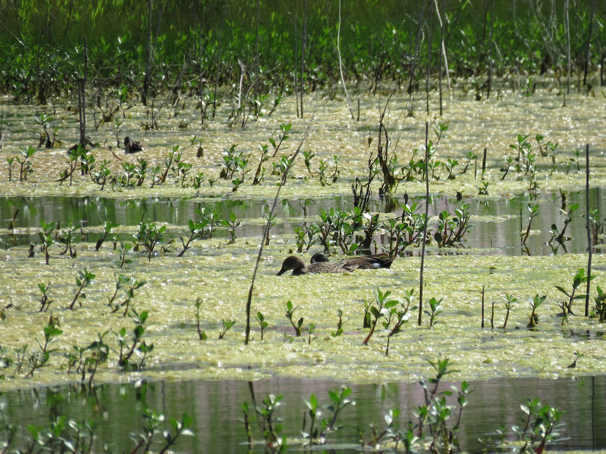 Blue-winged Teal - ML558637671