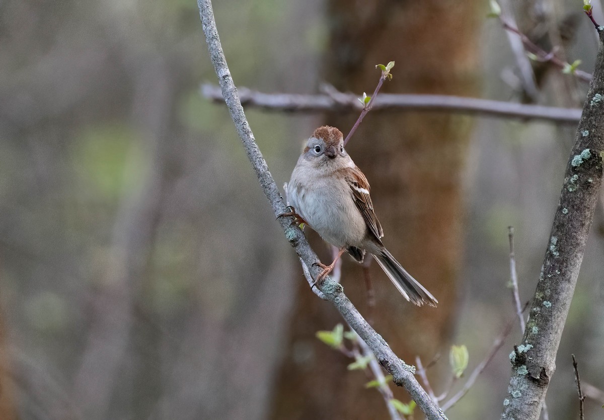 Field Sparrow - ML558638391