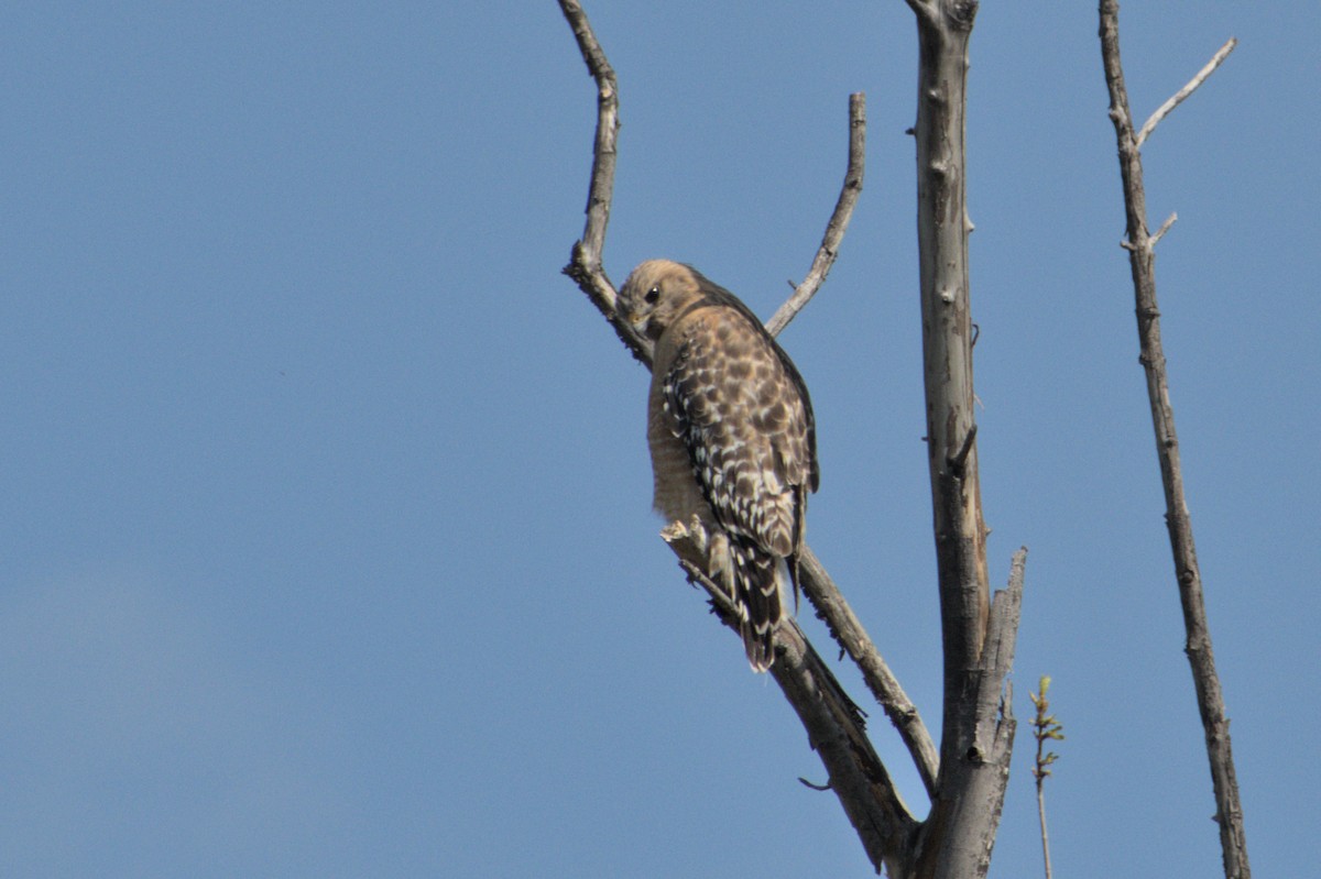 Red-shouldered Hawk - Sabrina O