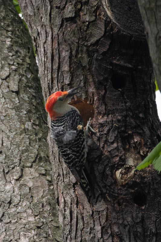 Red-bellied Woodpecker - ML558639671