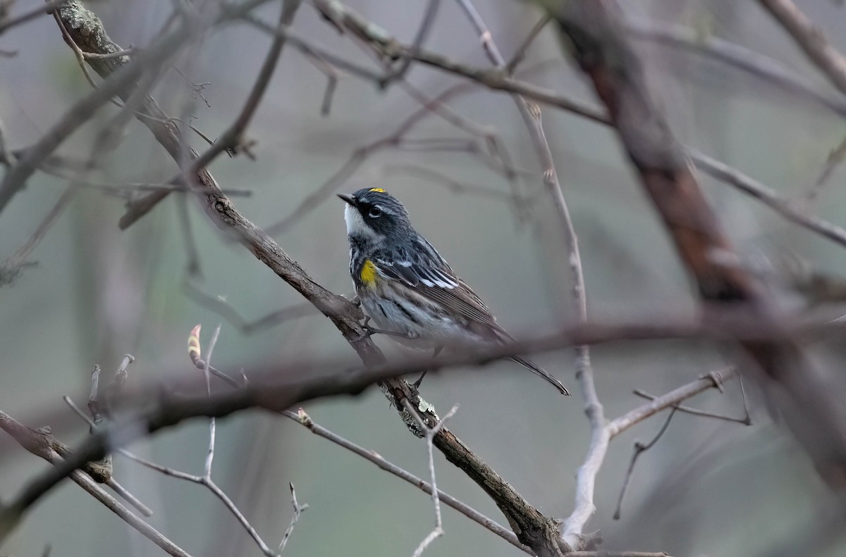 Yellow-rumped Warbler - ML558639681