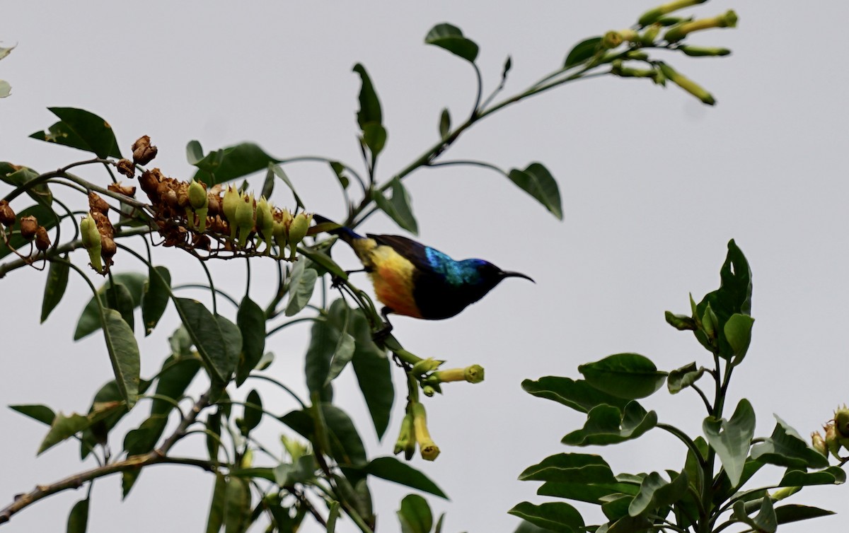 Variable Sunbird (Orange-chested) - ML558640261