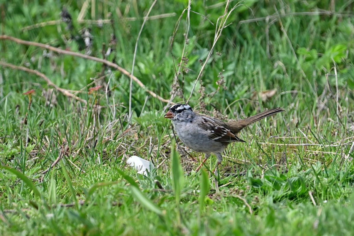 White-crowned Sparrow - ML558640491