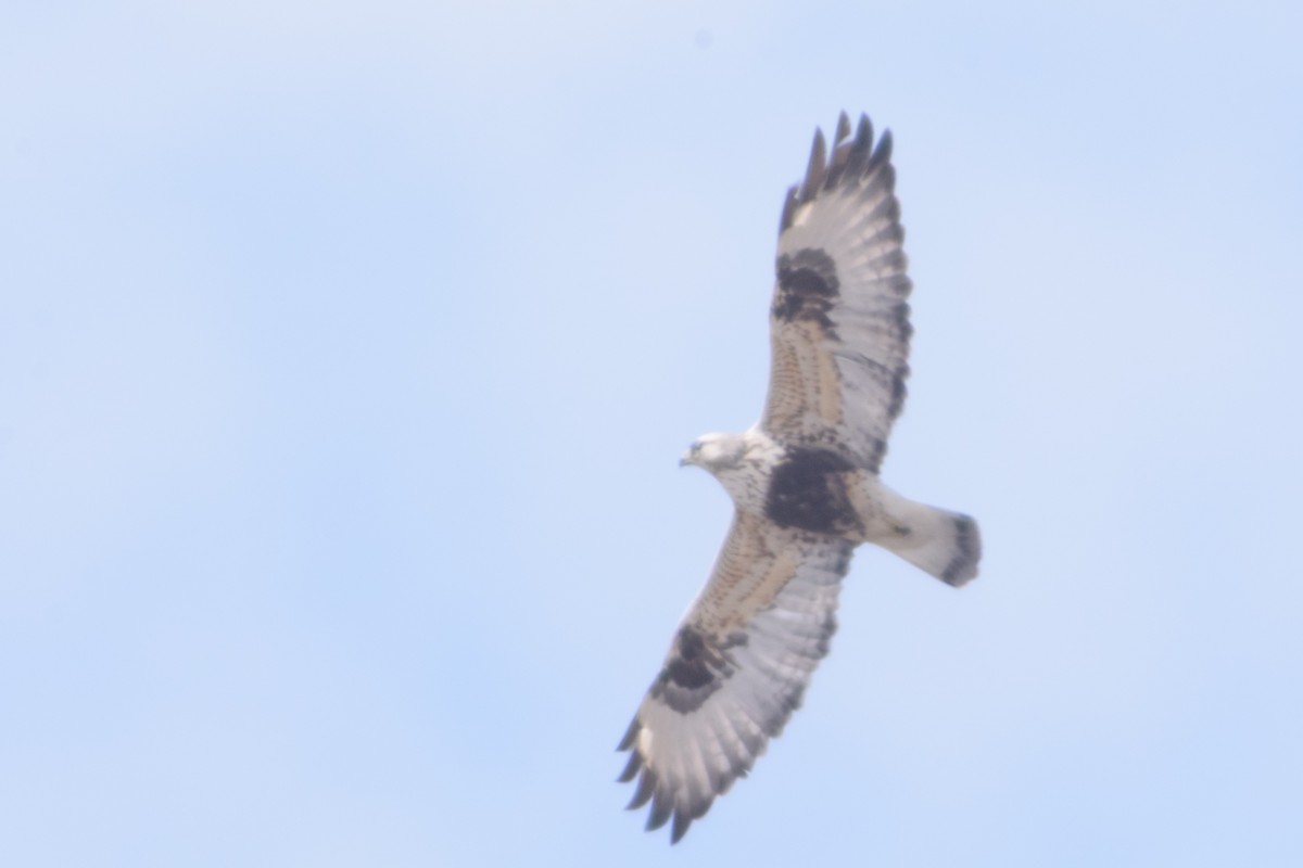 Rough-legged Hawk - Edward Hicks