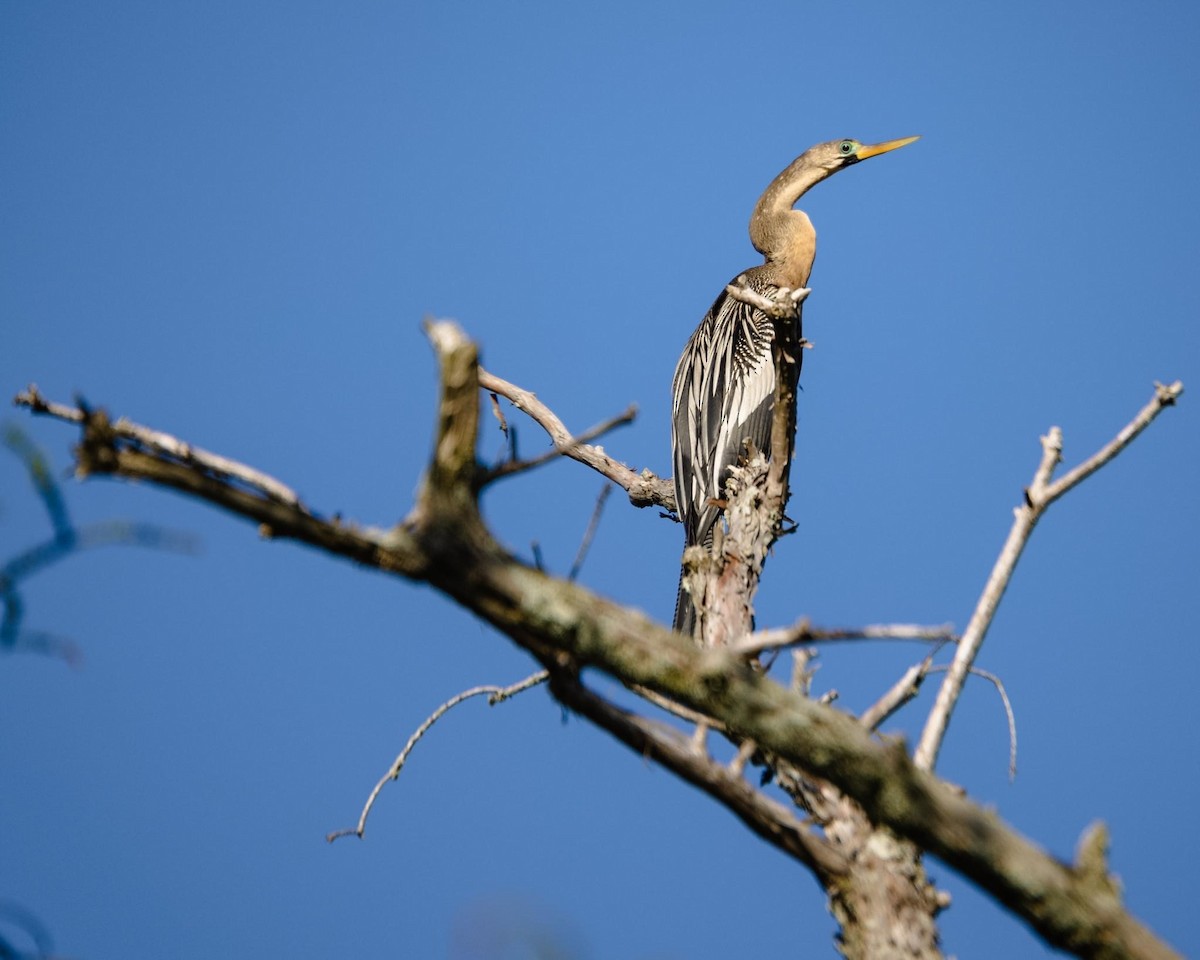 Anhinga - ML558645101