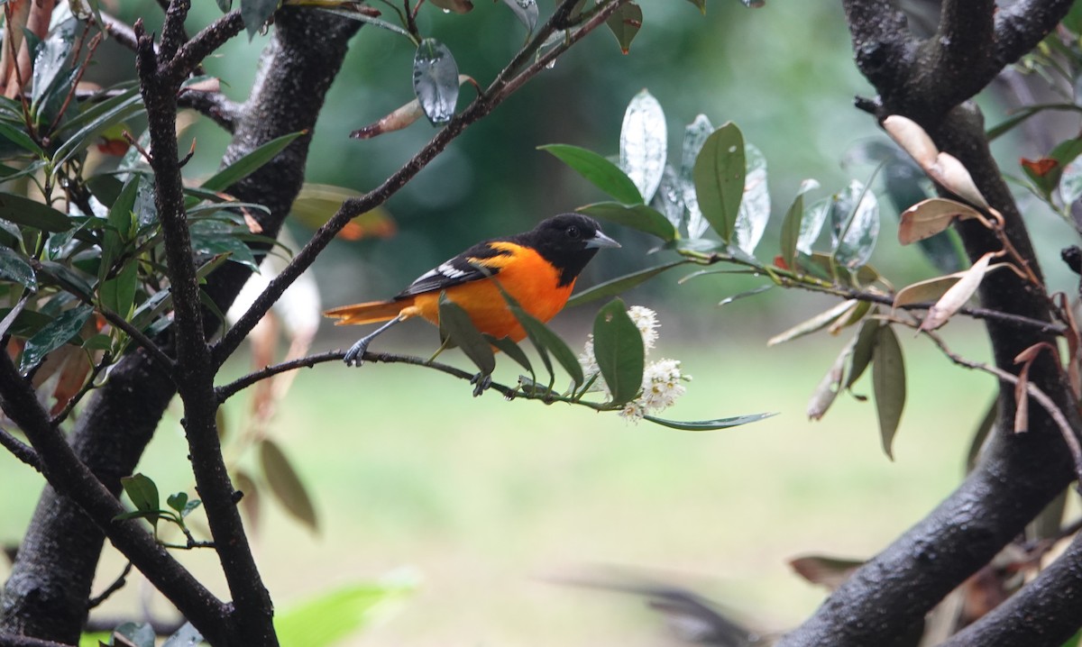 Baltimore Oriole - ML558645991