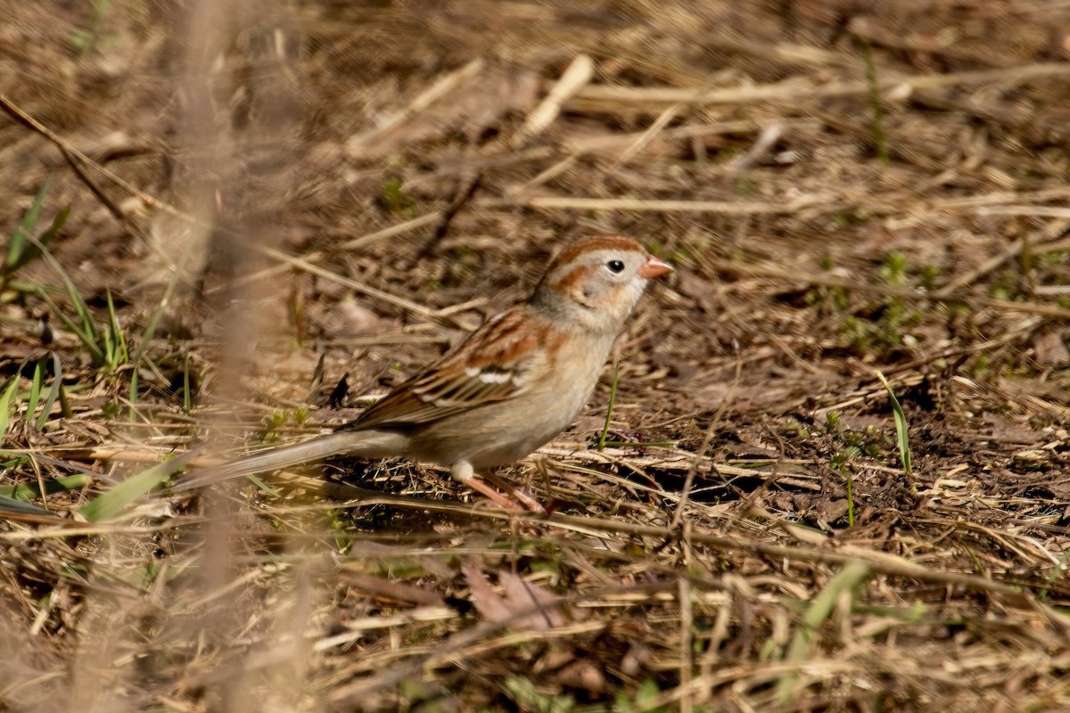 Field Sparrow - ML558646761