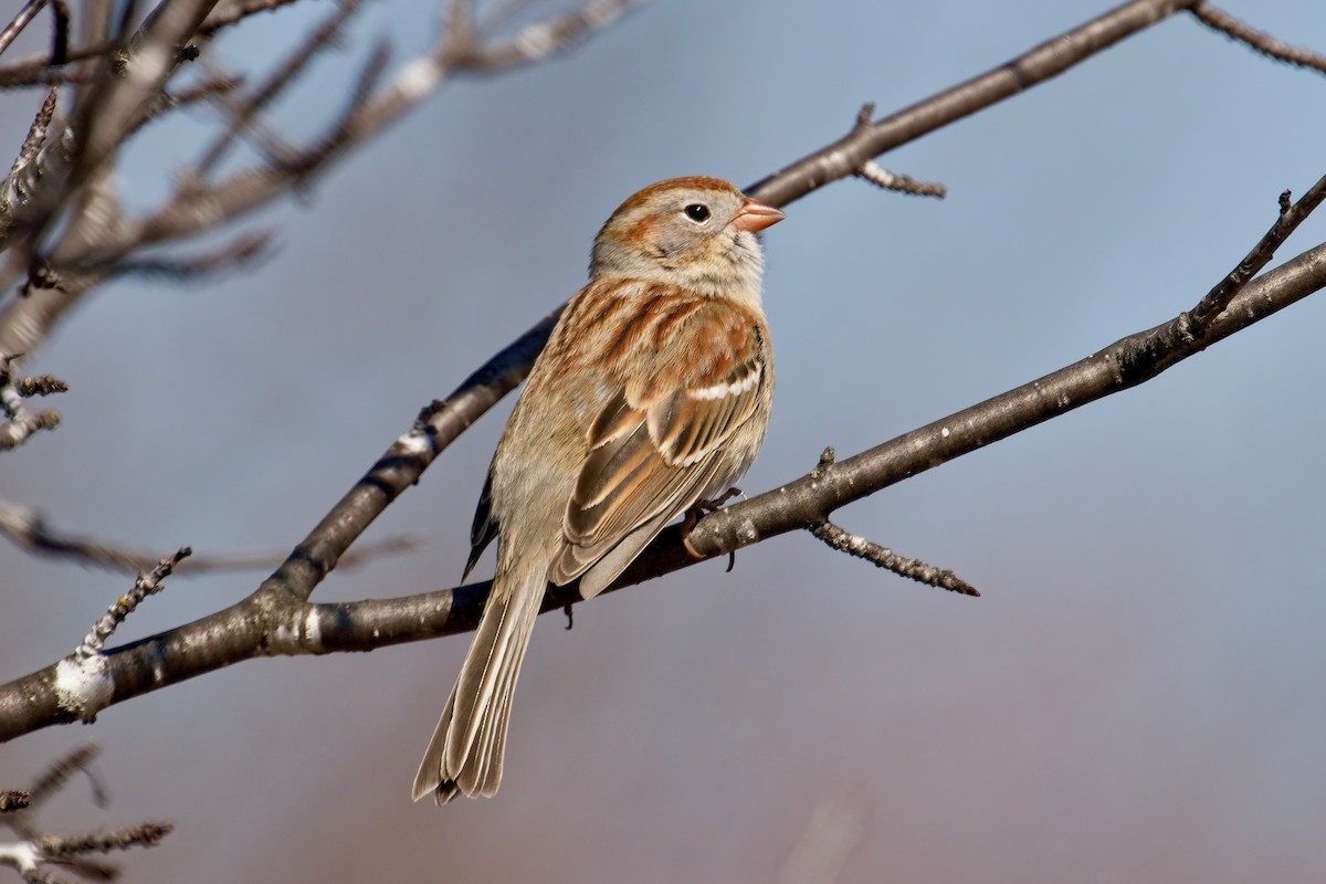 Field Sparrow - ML558646791