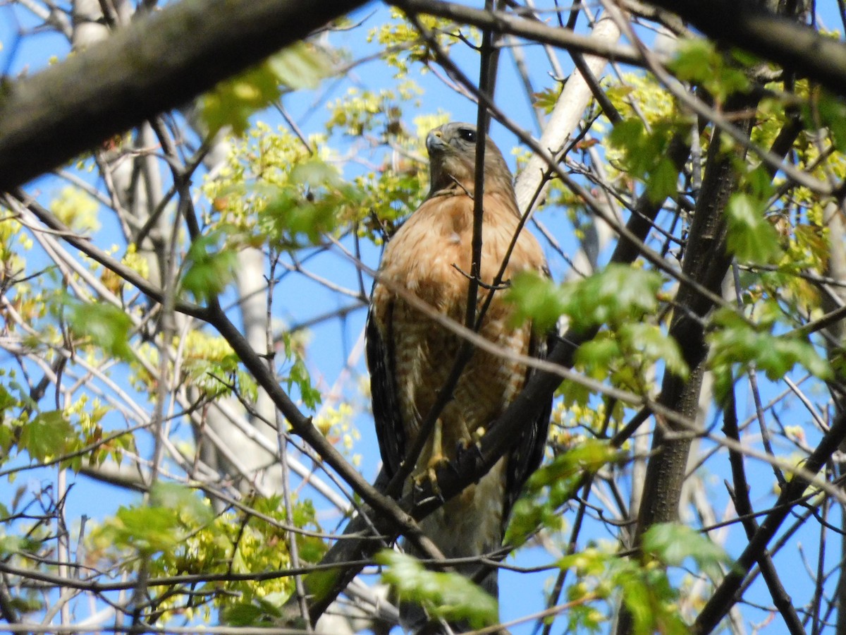 Red-shouldered Hawk - ML558649601