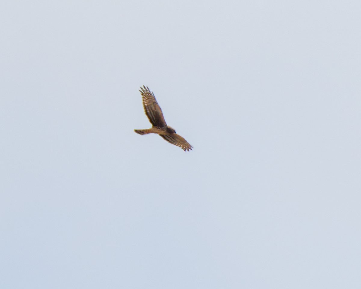 Northern Harrier - ML558649831