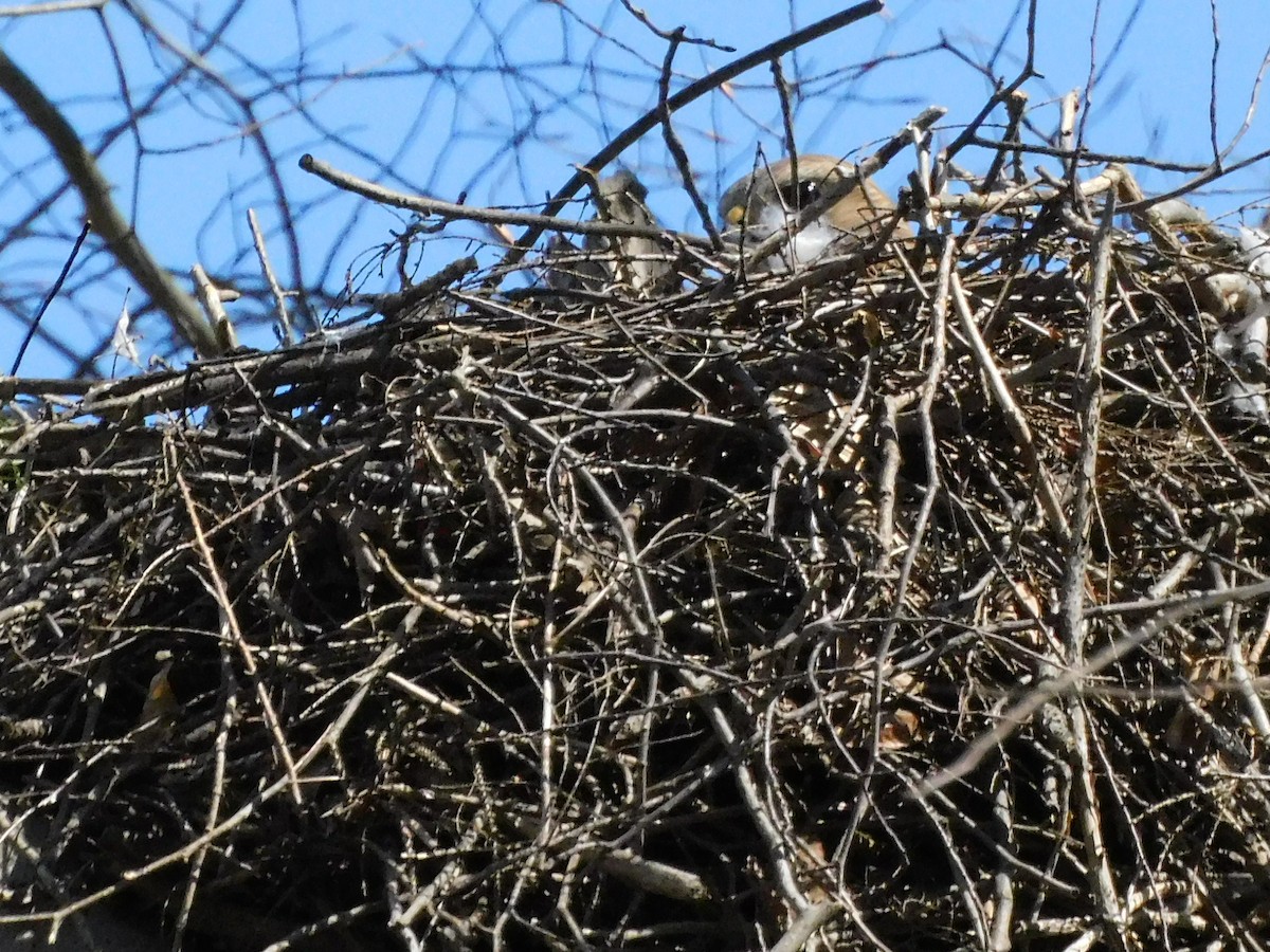 Red-shouldered Hawk - ML558650471