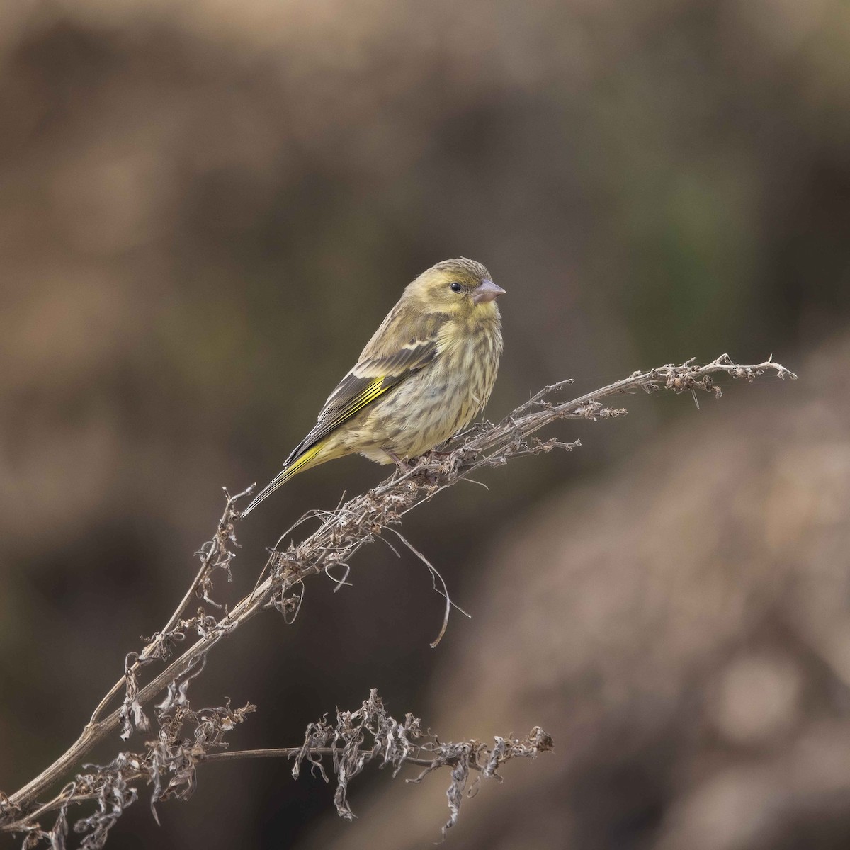 Yellow-breasted Greenfinch - ML558650981