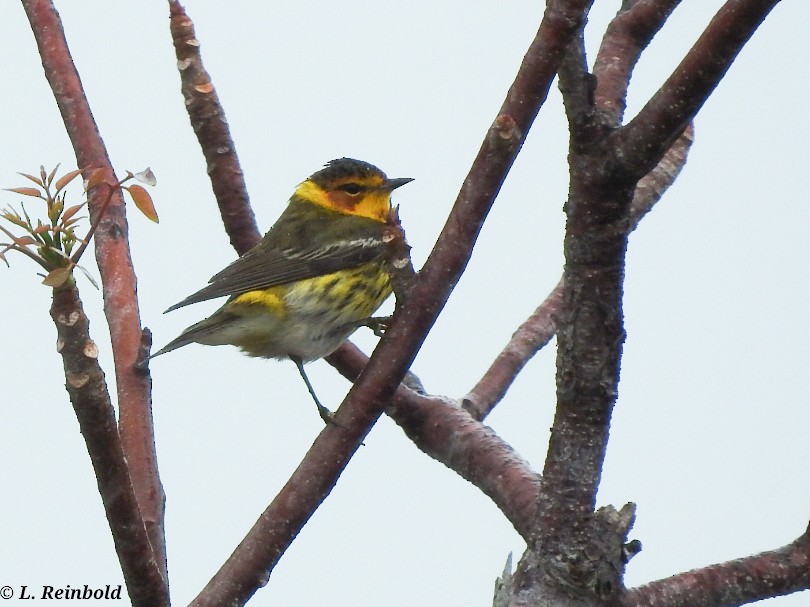 Cape May Warbler - ML558651621