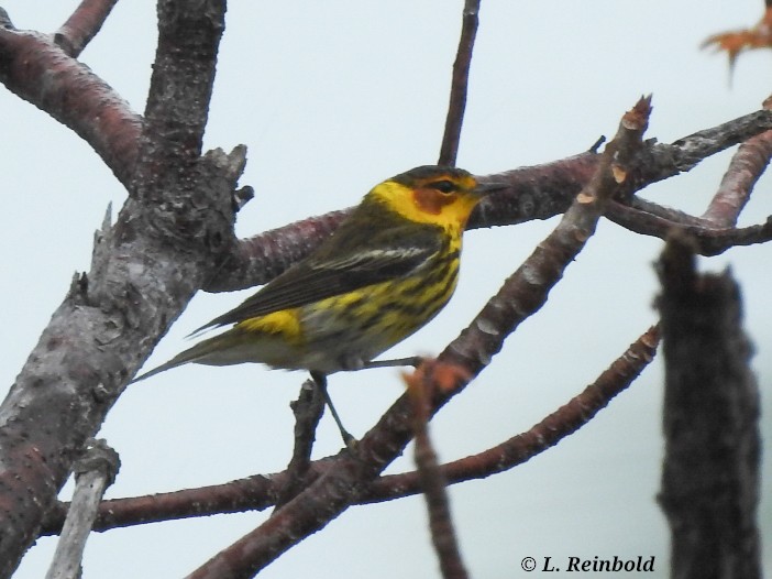 Cape May Warbler - Lucine Reinbold