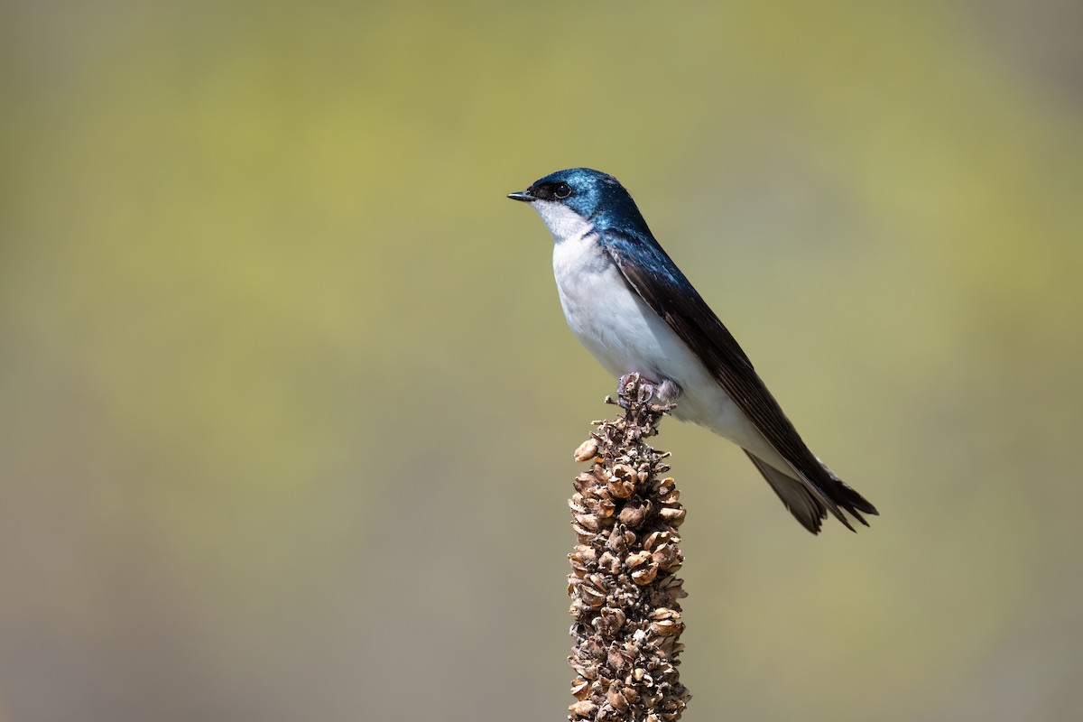 Tree Swallow - ML558654221