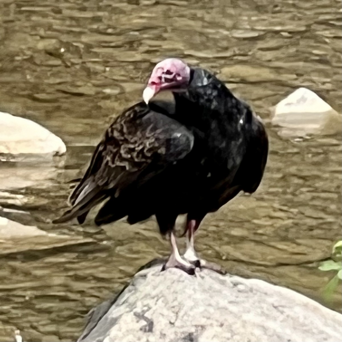 Turkey Vulture - ML558654551