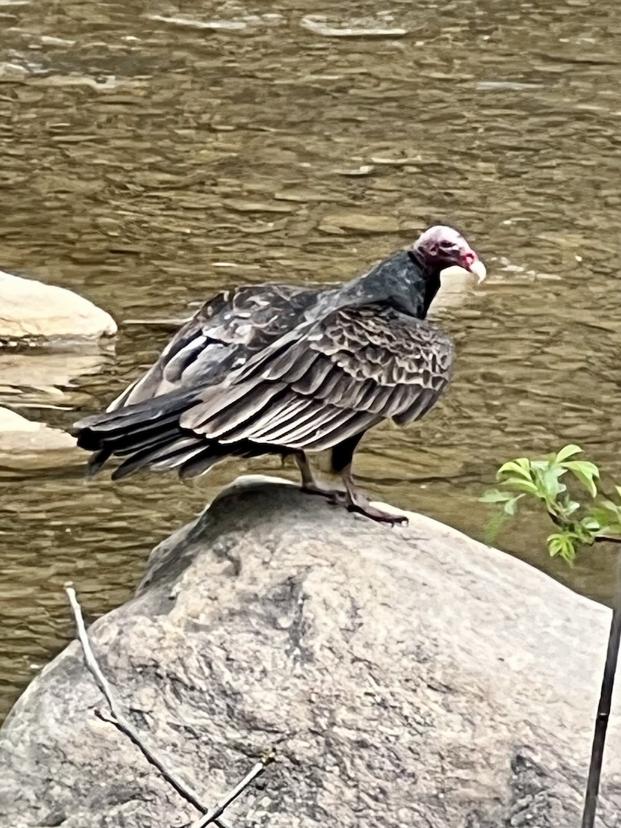 Turkey Vulture - ML558654561