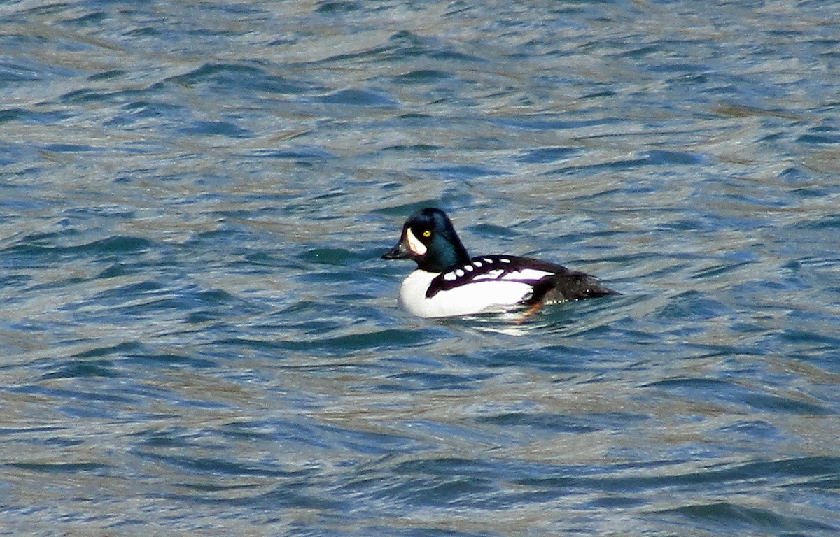 Barrow's Goldeneye - ML558655001