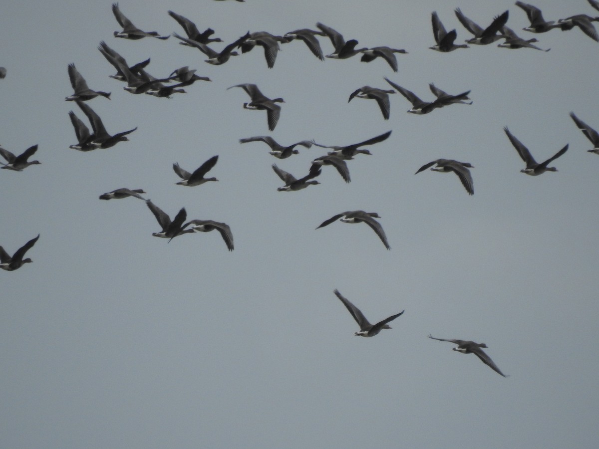 Greater White-fronted Goose - ML558655331