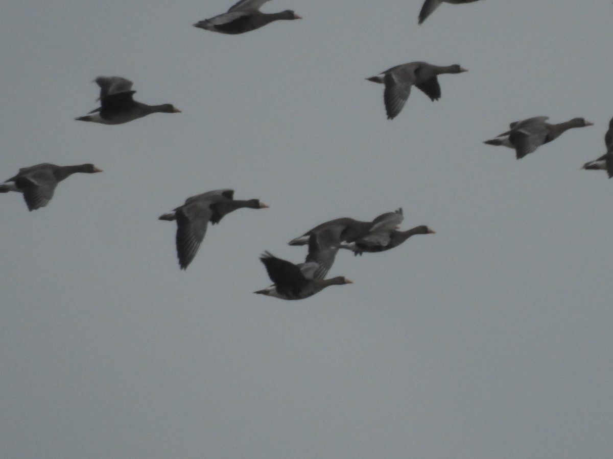 Greater White-fronted Goose - ML558655401