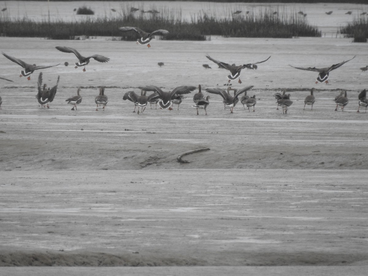 Greater White-fronted Goose - ML558655721