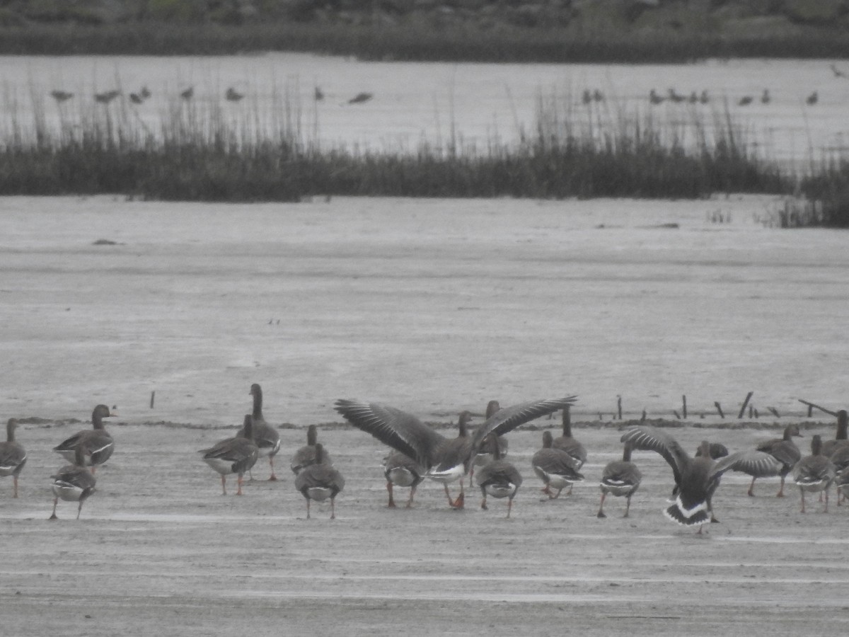 Greater White-fronted Goose - ML558655821