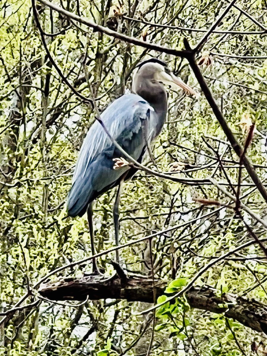 Great Blue Heron - ML558655831