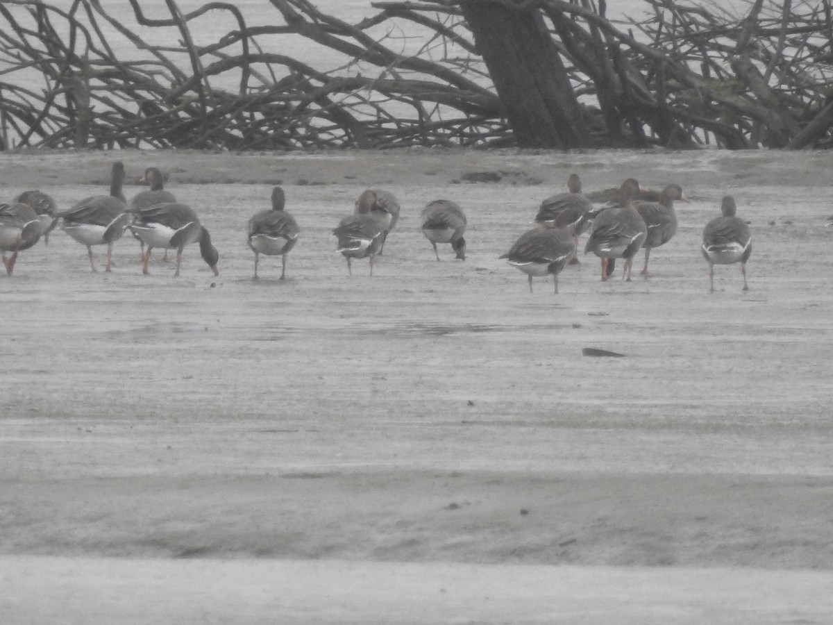 Greater White-fronted Goose - ML558656041