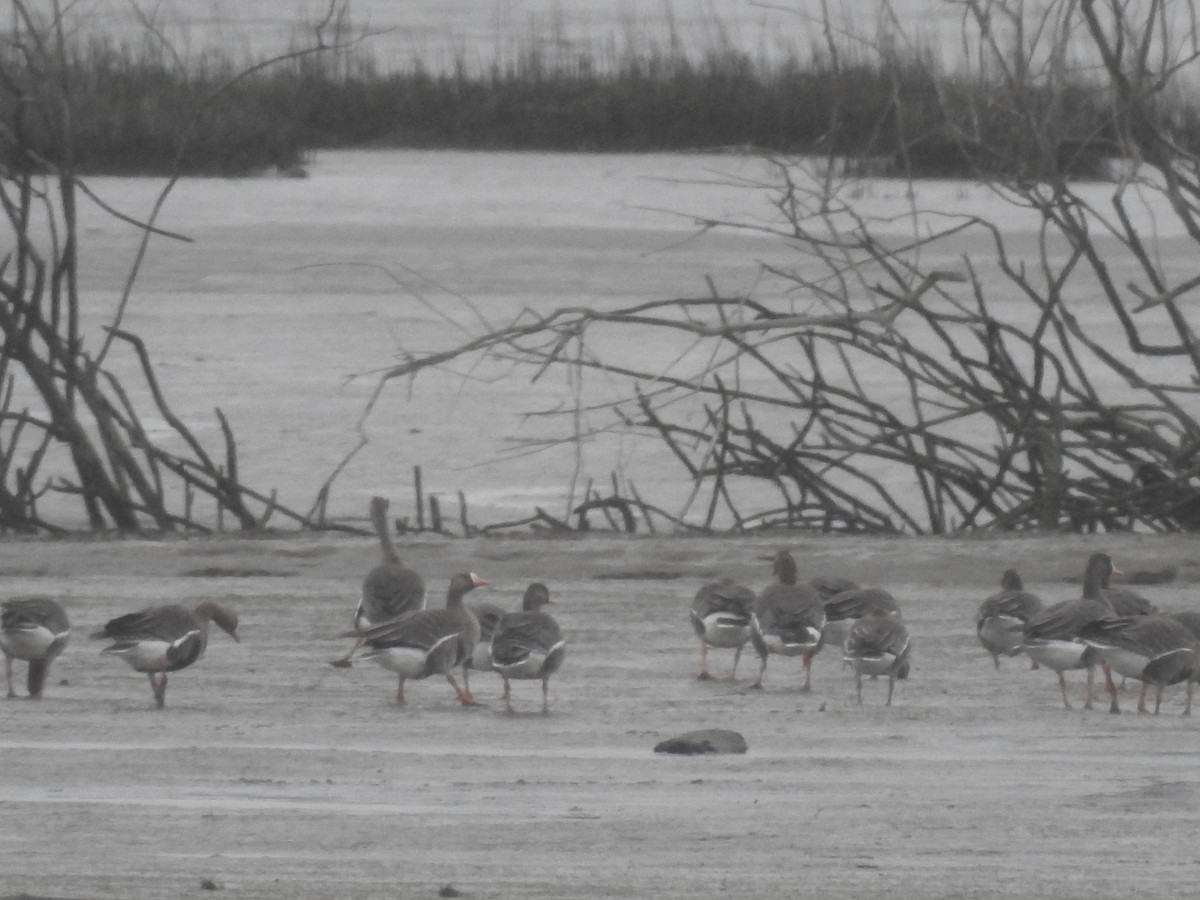 Greater White-fronted Goose - ML558656171