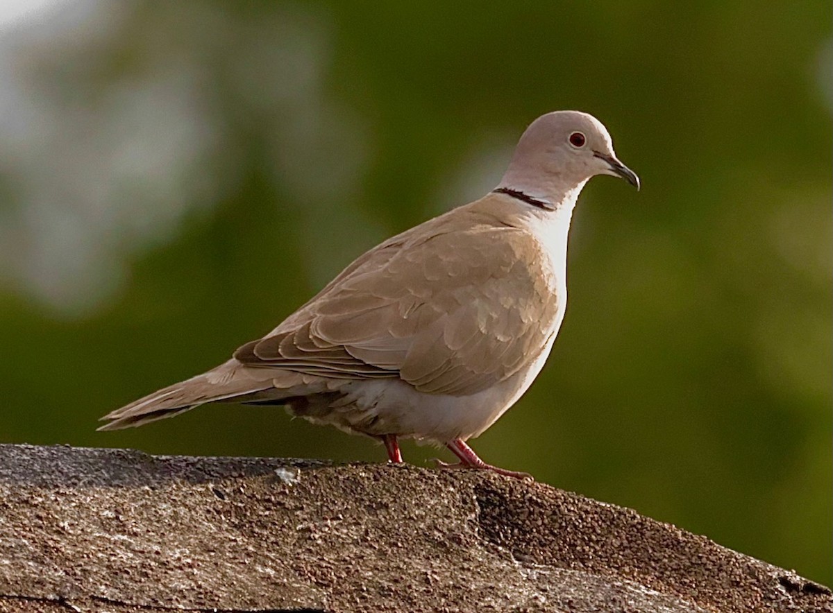 Eurasian Collared-Dove - ML558656561