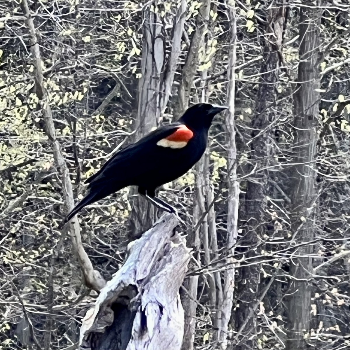 Red-winged Blackbird - ML558657091