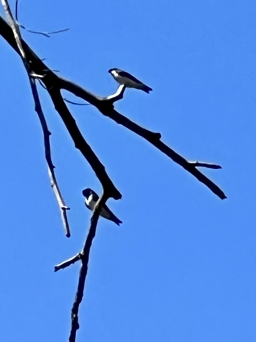 Golondrina Bicolor - ML558657461