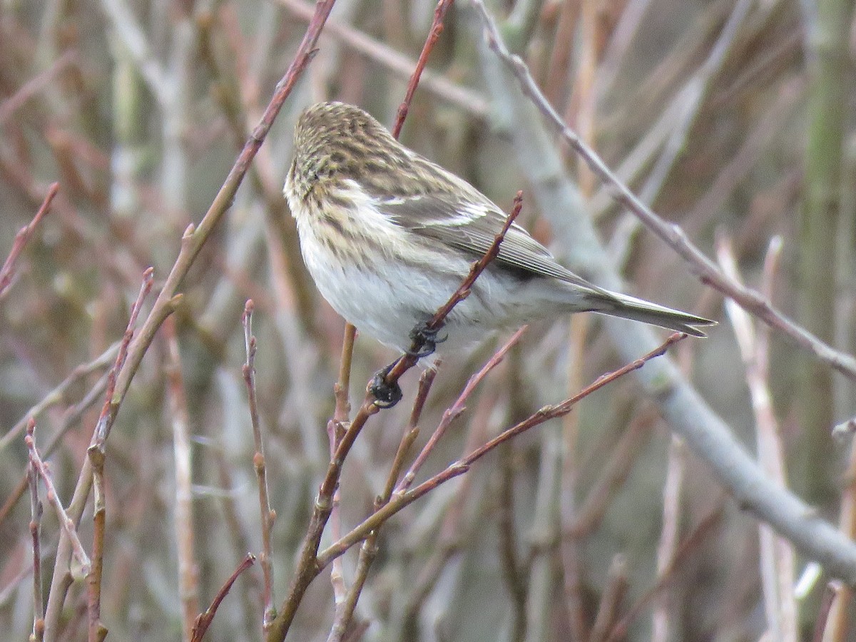 Common Redpoll - Juan Brown