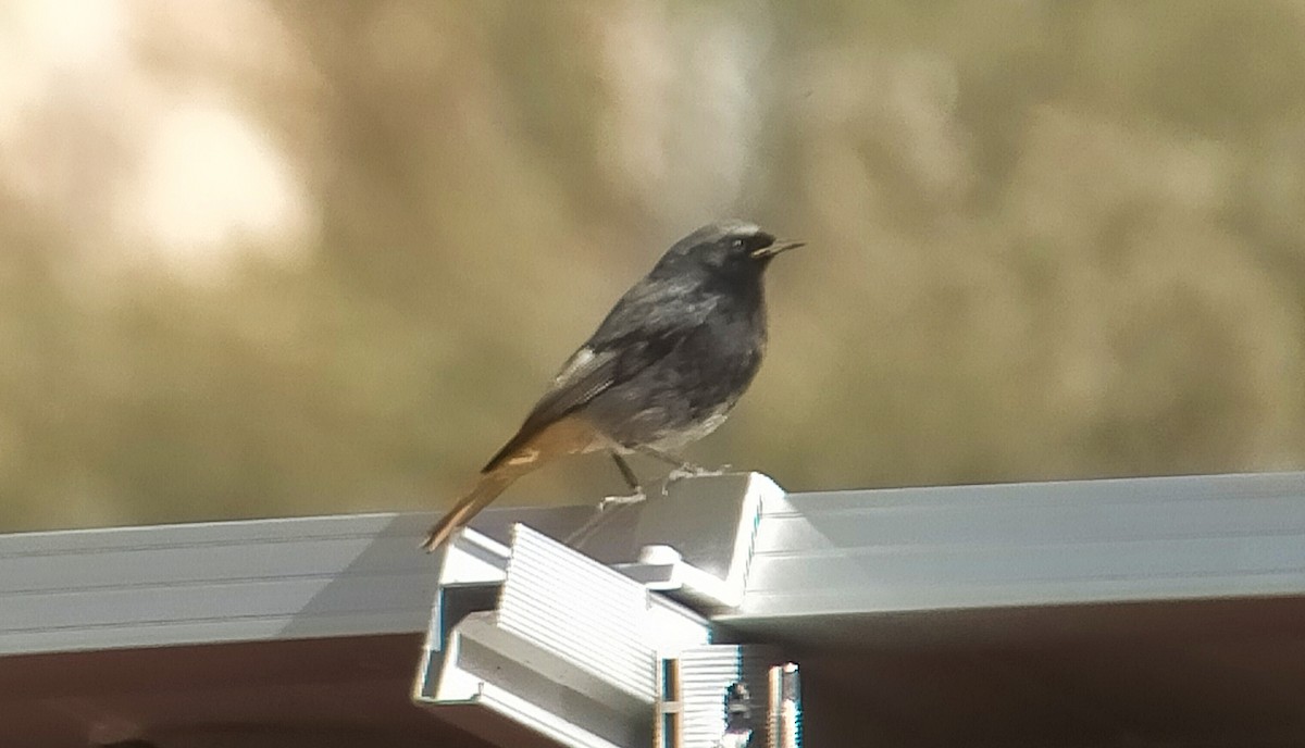 Black Redstart - ML558658281