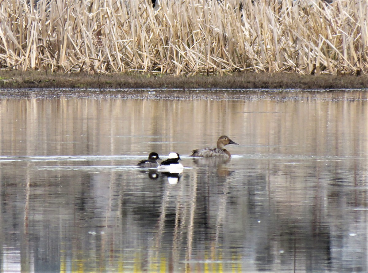 Canvasback - ML558658421