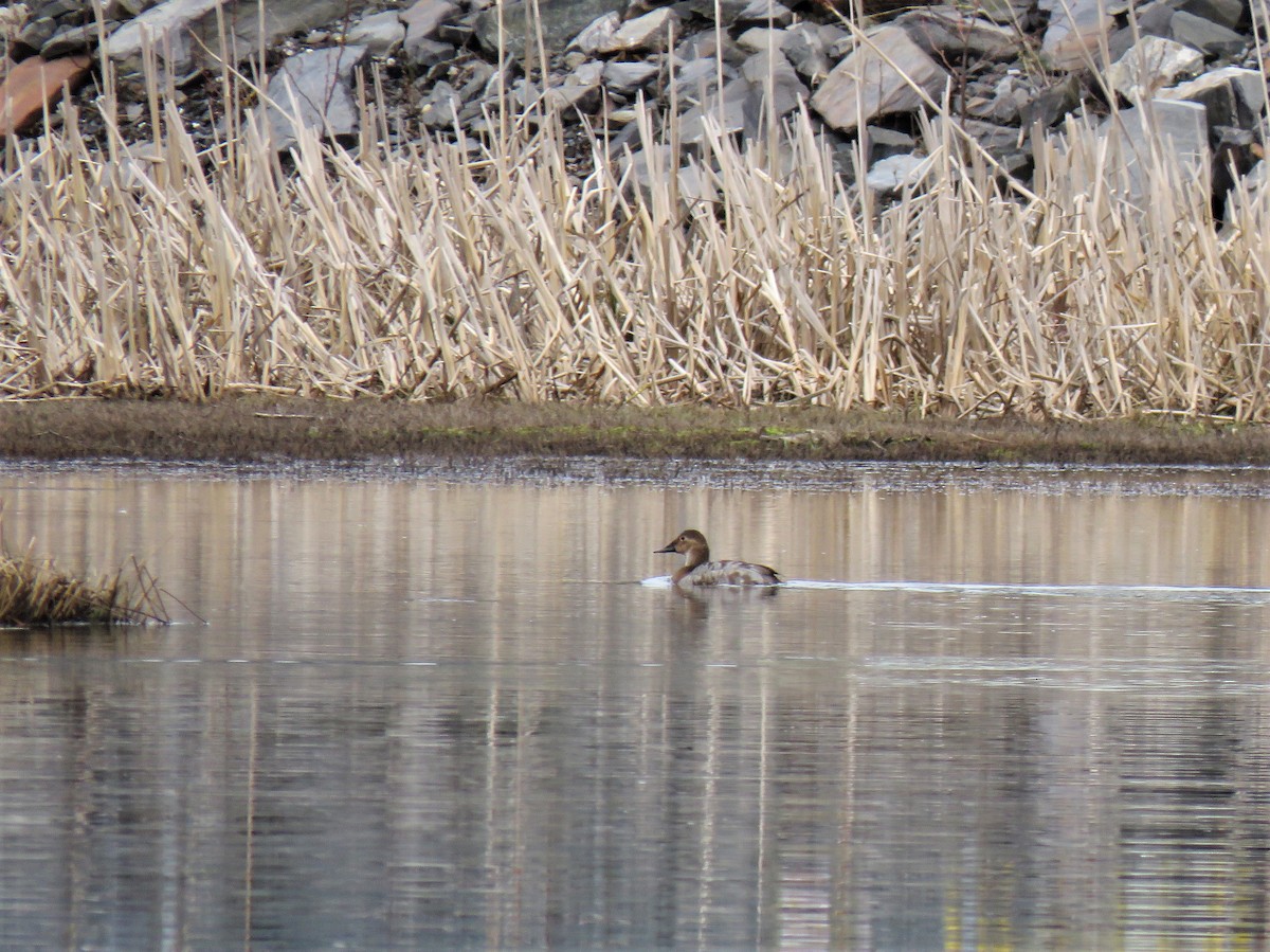 Canvasback - ML558658431