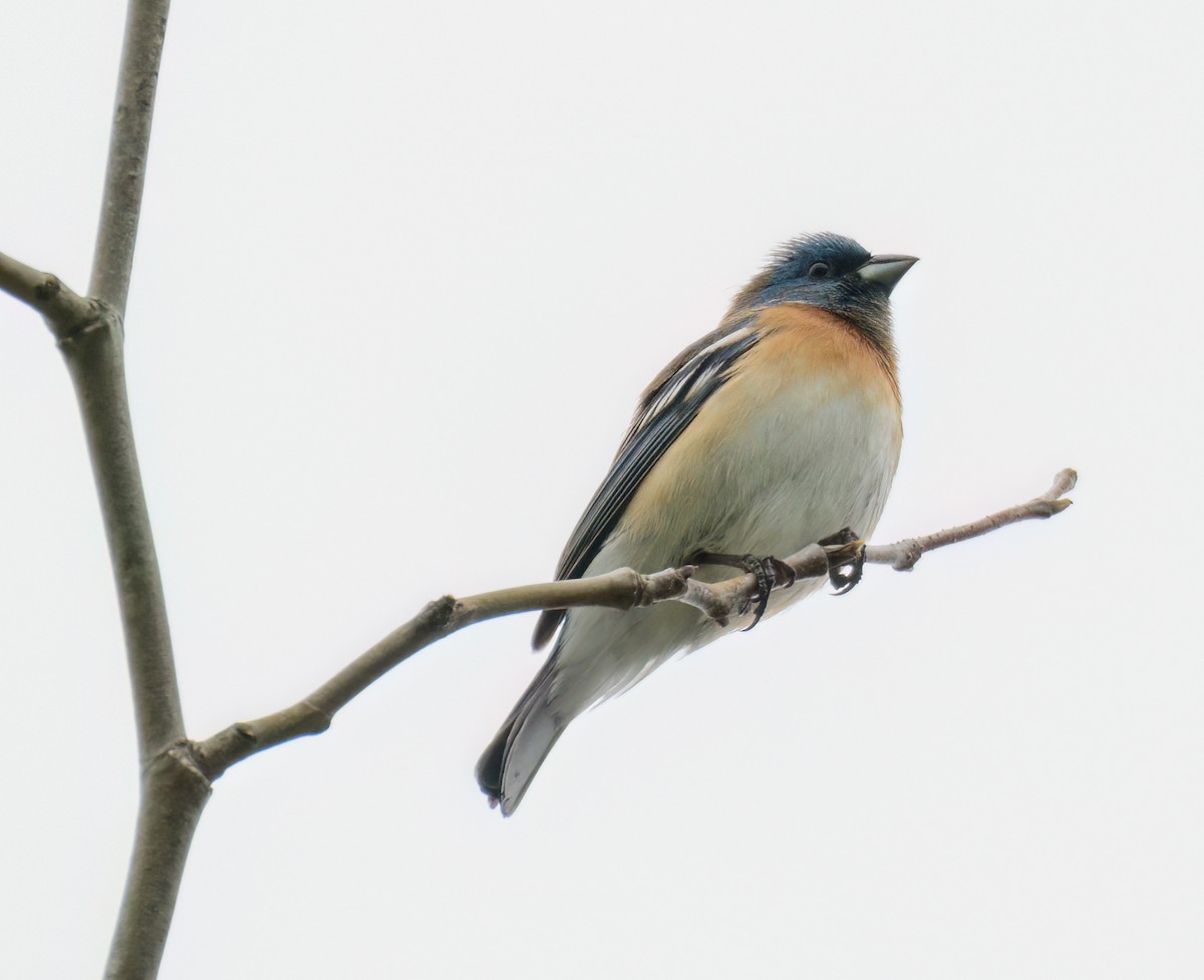 Lazuli Bunting - ML558658471