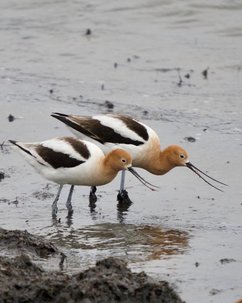 American Avocet - ML558658511