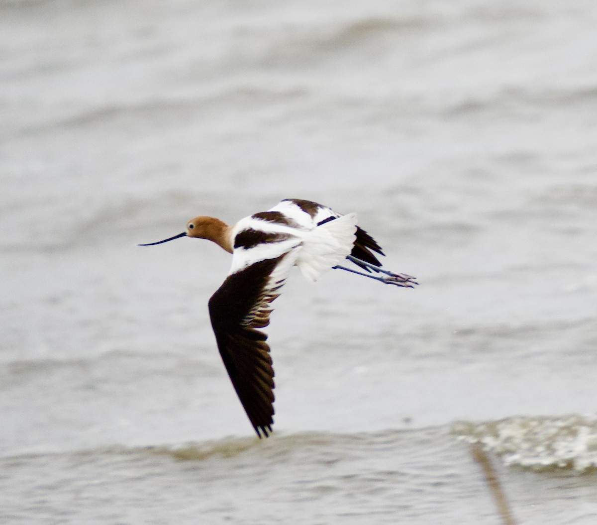 American Avocet - Tyler Driver