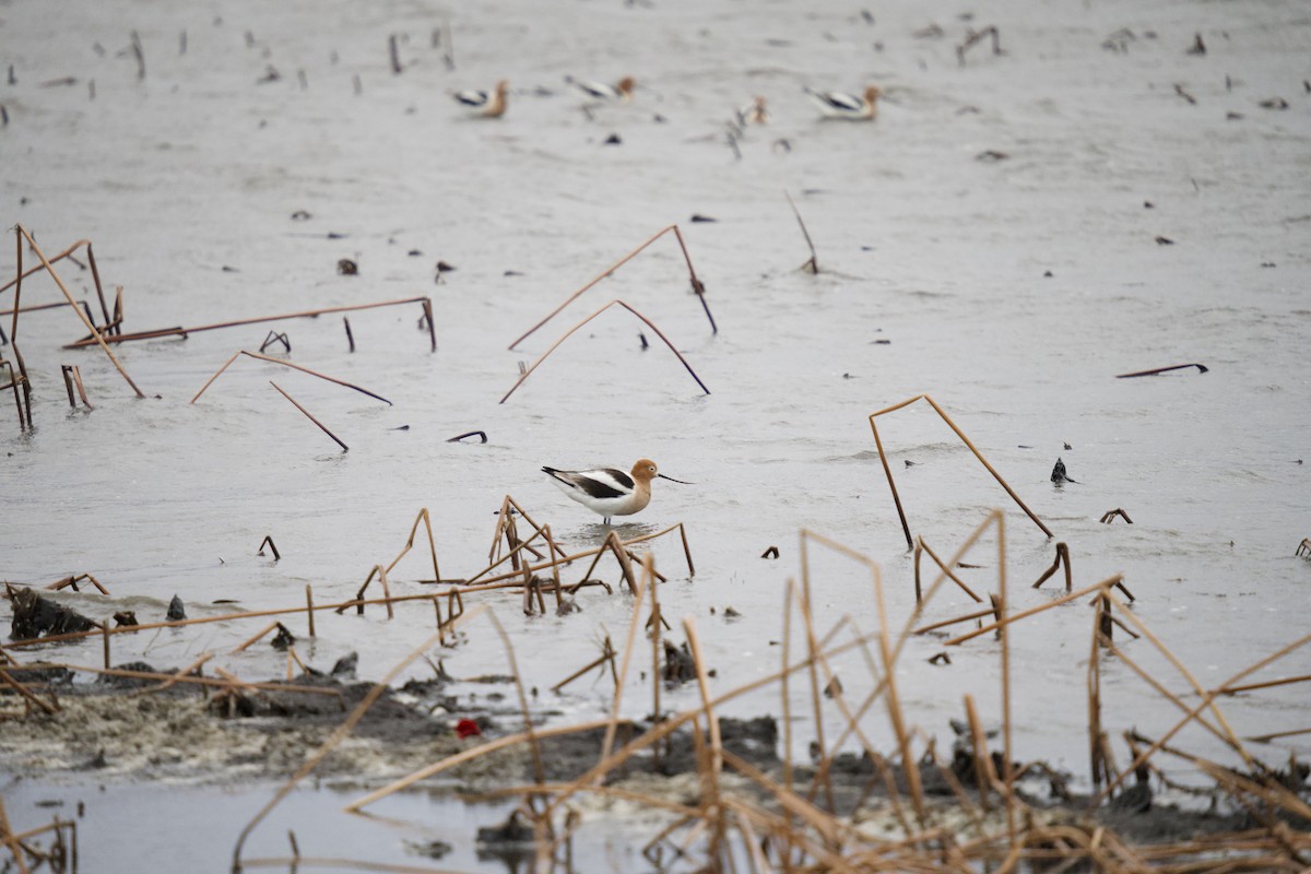 American Avocet - Tyler Driver