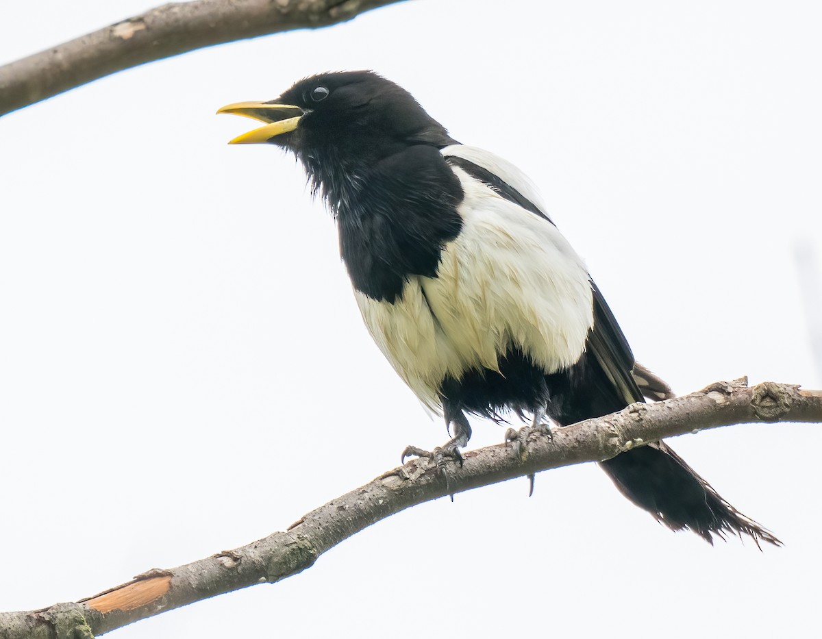 Yellow-billed Magpie - ML558658761