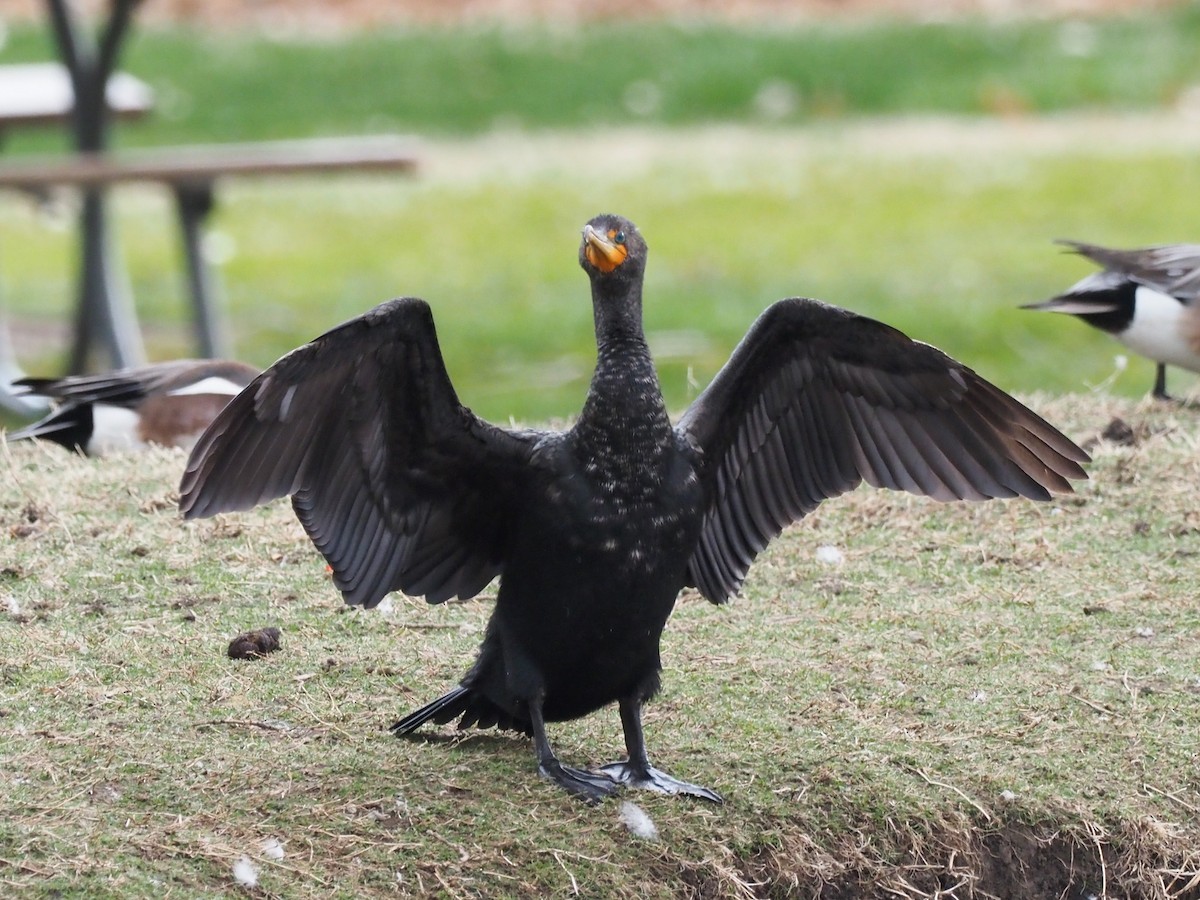 Double-crested Cormorant - ML558661851